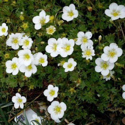 Saxifraga arendsii 'Touran Large White' (Mohalevelű kőtörőfű)