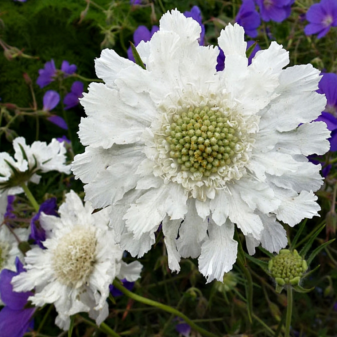 Scabiosa caucasica 'Perfecta 'Alba' (Kaukázusi ördögszem)