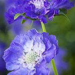 Scabiosa caucasica 'Perfecta' (Kaukázusi ördögszem)
