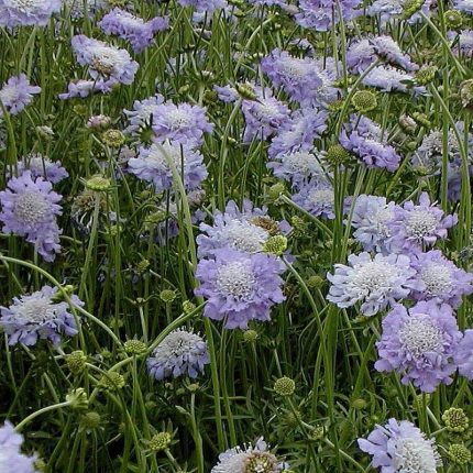 Scabiosa caucasica ' Perfecta Mid Blue' (Kaukázusi ördögszem)