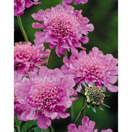 Scabiosa japonica 'Pink Diamonds' (Japán ördögszem)