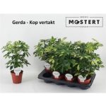 Schefflera AR GERDA