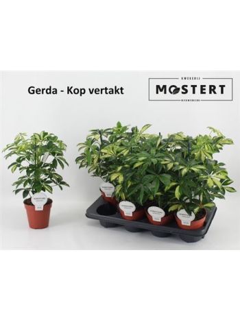 Schefflera AR GERDA
