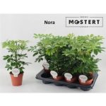 Schefflera AR NORA