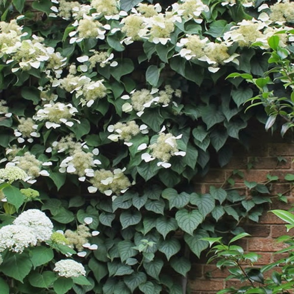 Schizophragma_hydrangeoides_Moonlight_-_Japan_kuszo_hortenzia Schizophragma hydrangeoides 'Moonlight' - Japán kúszó hortenzia