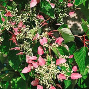 Schizophragma hydrangeoides 'Rose Sensation' ® - Japán kúszó hortenzia