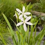 Schizostylis coccinea Alba fehér Kafferliliom kerti tavi növény
