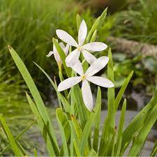 Schizostylis_coccinea_Alba_feher_Kafferliliom_kerti_tavi_noveny Schizostylis coccinea Alba fehér Kafferliliom kerti tavi növény