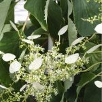 Schyzophragma hydrangeoides 'Snow Sensation'® -
