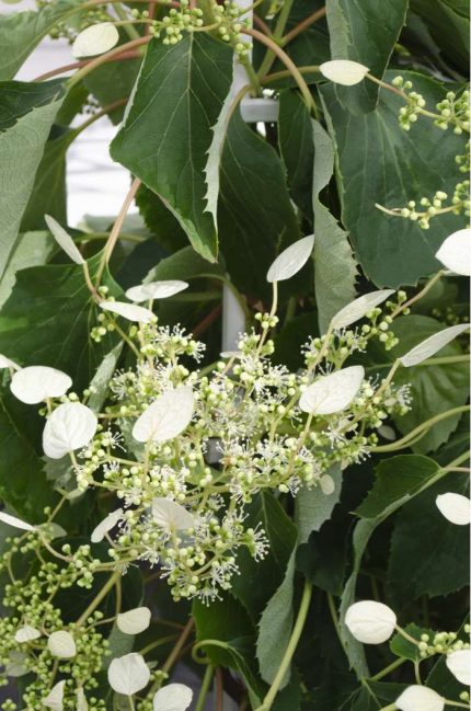 Schyzophragma hydrangeoides 'Snow Sensation'® -