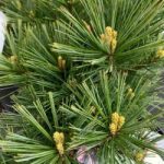 Sciadopitis verticillata - Japán ernyőfenyő