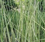Scirpus lacustris albescens hosszanti csíkos csetkáka
