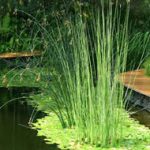 Scirpus lacustris ecsetkáka