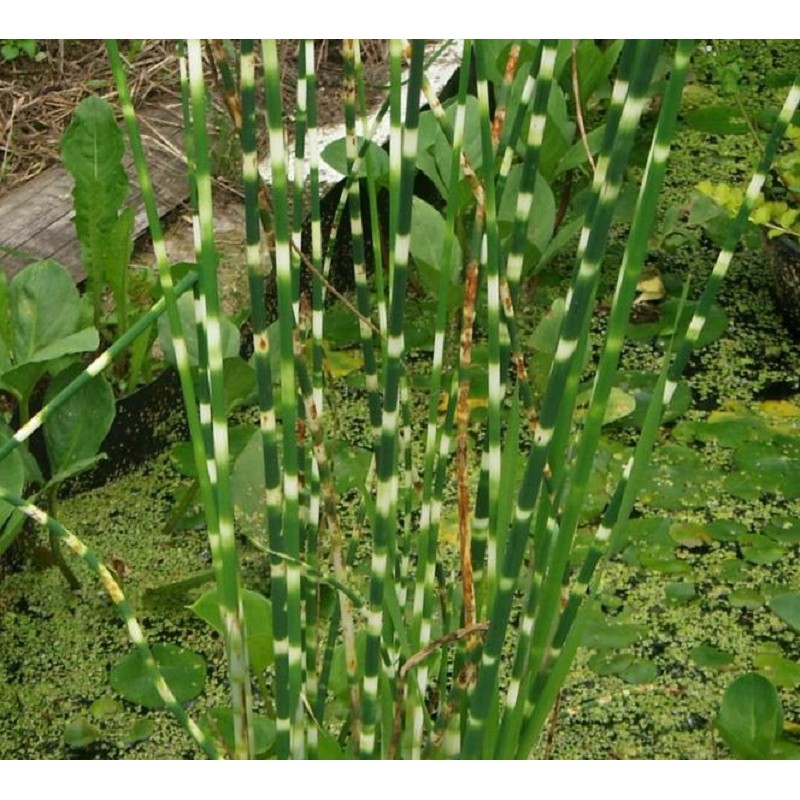 Scirpus_zebrinus Scirpus zebrinus