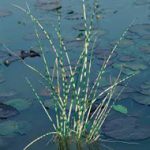 Scirpus zebrinus Zebra csíkos káka