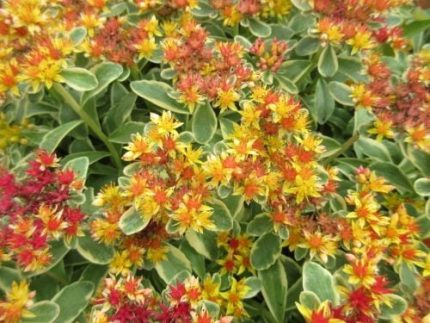 Sedum kamtschaticum 'Variegatum' (Kamcs. varjúháj) /tarka lomb/