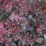 Sedum  'Bertram Anderson' (Varjúháj)