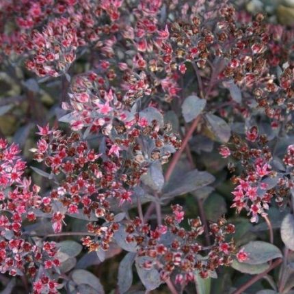 Sedum  'Bertram Anderson' (Varjúháj)