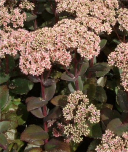 Sedum  'Jose Aubergine' (Varjúháj