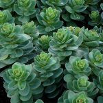 Sedum  'Rosetta' (Varjúháj)