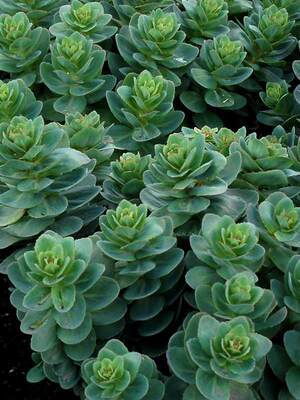 Sedum  'Rosetta' (Varjúháj)
