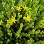 Sedum acre 'Aurea' (Borsos varjúháj)