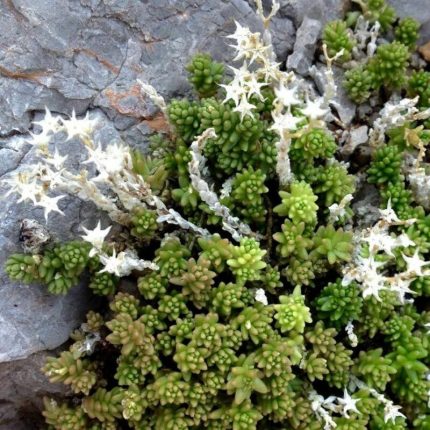 Sedum album 'Murale' (Fehér varjúháj)