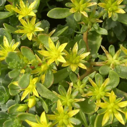 Sedum hybridum (Örökzöld varjóháj)