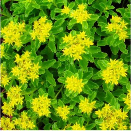 Sedum kamtschaticum (Kamcsatkai varjúháj)