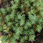 Sedum kurilense (Varjúháj)