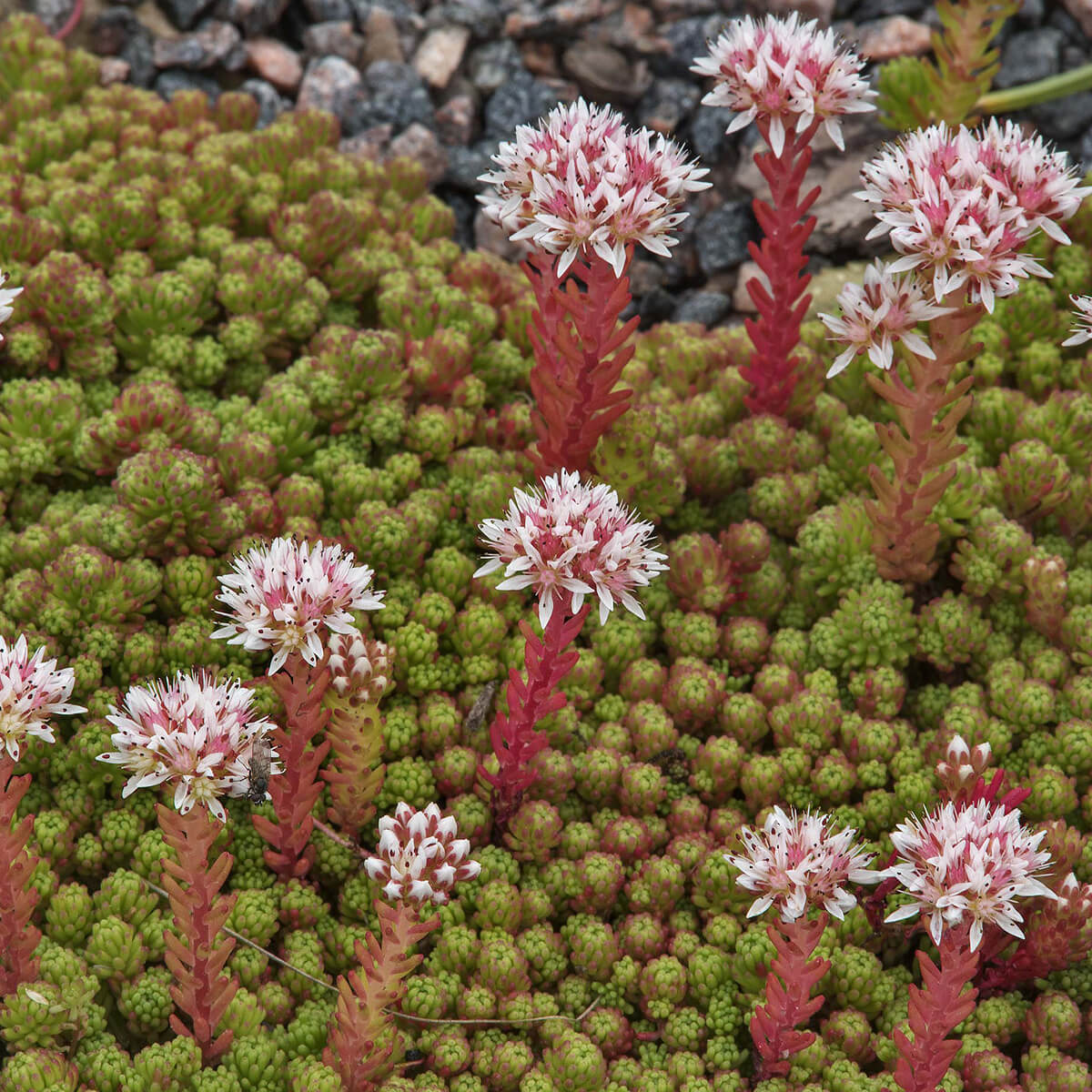 Sedum_lydium_glaucum_Kis-azsiai_varjuhaj_-_9x9-es_cserepben Sedum lydium glaucum (Kis-ázsiai varjúháj)