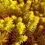 Sedum reflexum 'Angelina' (Kövi varjúháj) /sárga lomb/