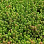 Sedum sexangulare (Hatsoros varjúháj)