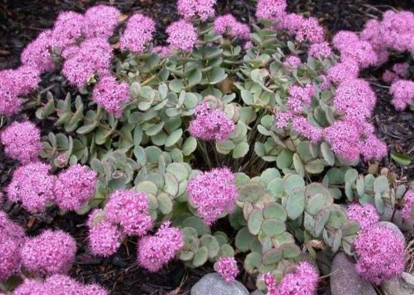 Sedum_sieboldii_Oktoberi_varjuhaj_-_9x9-es_cserepben Sedum sieboldii (Októberi varjúháj)