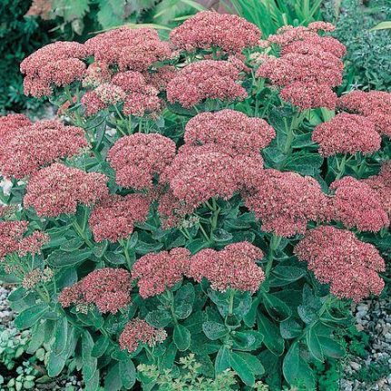 Sedum spectabile (Pompás varjúháj)