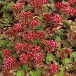 Sedum spurium 'Elizabeth' (Kaukázusi varjúháj)