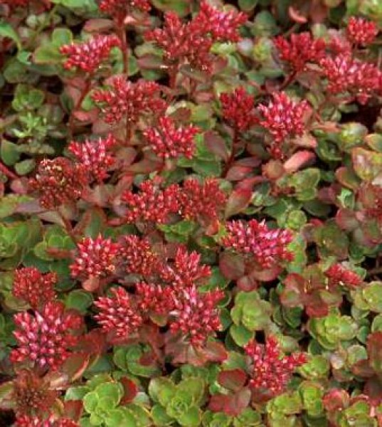 Sedum_spurium_Elizabeth_Kaukazusi_varjuhaj_-_9x9-es_cserepben Sedum spurium 'Elizabeth' (Kaukázusi varjúháj)