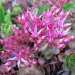 Sedum spurium 'Roseum' (Kaukázusi varjúháj)