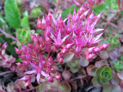 Sedum spurium 'Roseum' (Kaukázusi varjúháj)