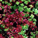 Sedum spurium 'Ruby Mantle' (Örökzöld varjúháj)