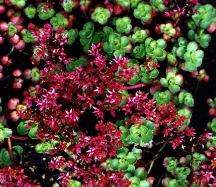 Sedum spurium 'Ruby Mantle' (Örökzöld varjúháj)