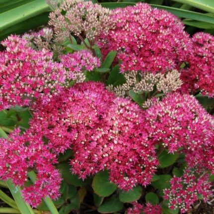 Sedum telephium 'Herbsfreude' (Kárpáti varjúháj)