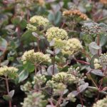 Sedum telephium ssp. ruprechtii 'Hab Gray' (Kárpáti varjúháj)