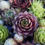 Sempervivum sp. (Kövirózsa)