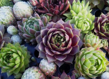 Sempervivum sp. (Kövirózsa)