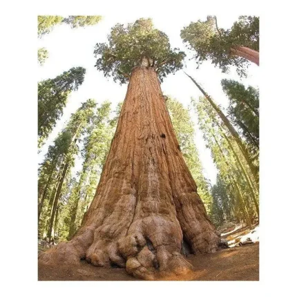 Sequoiadendron giganteum - Mamutfenyő