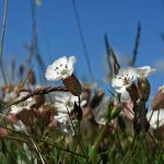 Silene alpestris (Havasi habszegfű)