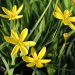 Sisyrinchium californicum sásbokor kerti tavi növény