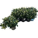 Skimmia JA WHITE MARIA