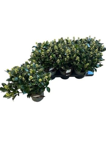 Skimmia JA WHITE MARIA